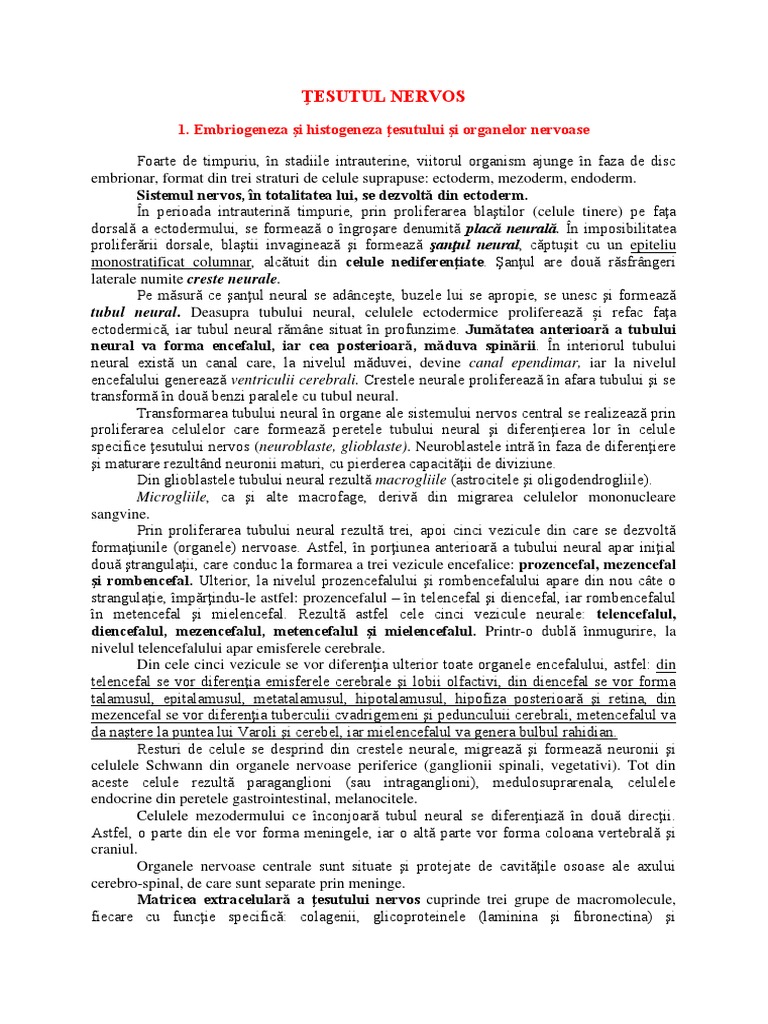Curs - 12 - Tesutul Nervos | PDF