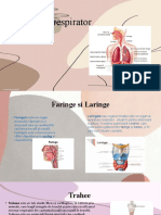 Sistemul Respirator La Om