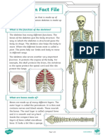 The Skeleton Fact File: Functions and Care of Bones