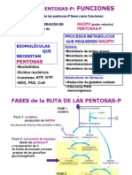 Ruta de las pentosas-P: generación de NADPH y pentosas-P