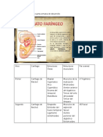 Aparato Faríngeo de La Cuarta Semana de Desarrollo