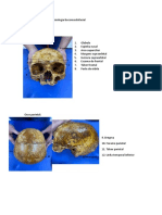 Imagens Roteiro Prático Anatomofisiologia Bucomaxilofacial