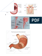 digestive system