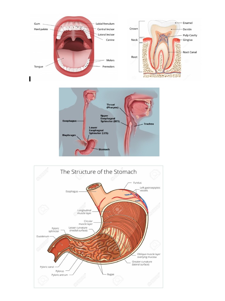 Digestive System | PDF
