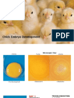 Chick Embryo Development