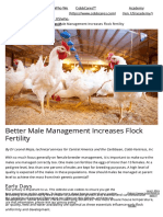 Better Male Management Increases Flock Fertility Cobb