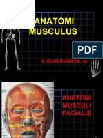 Anatomi Musculus