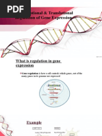 L1 - Transcriptional & Translational Regulation of Gene Expression