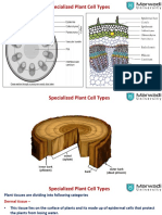 Unit1 Specialized Plant Cell Typespdf 2021 04-14-06!00!27