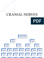 Cranial Nerves: Anatomy and Functions