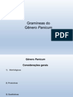 Capins Panicum e Cynodon: características e cultivares