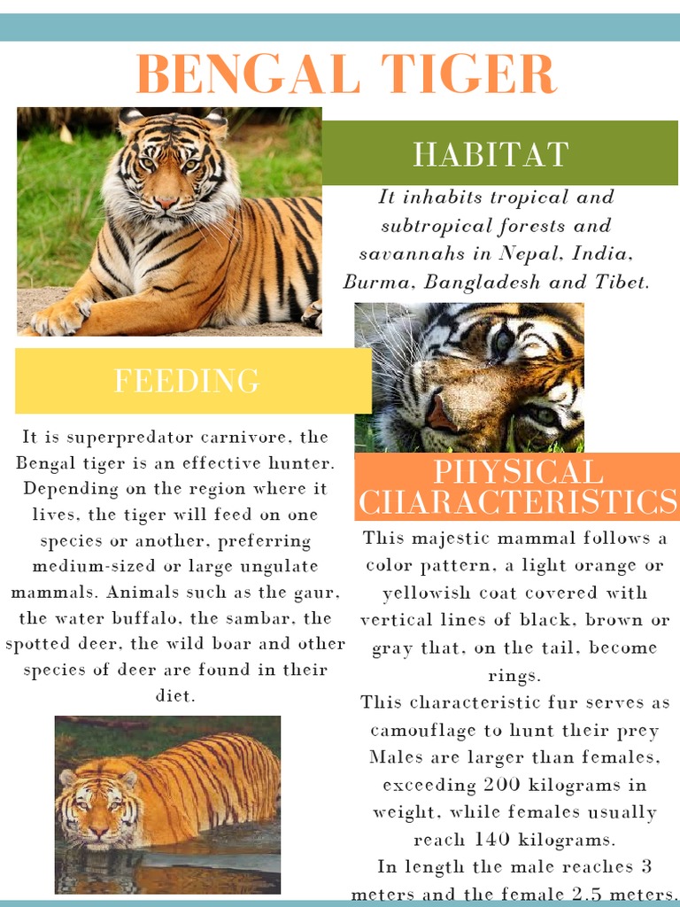 Bengal Tiger ( PDF Tiger Mammals