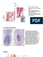 Histo Folikel Rambut Kuku