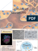 Tema 9 Orgànuls