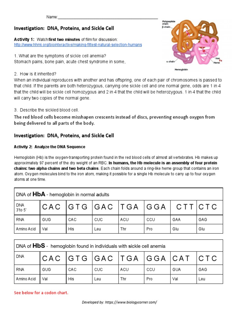 Sickle Cell Virtual Lab | PDF
