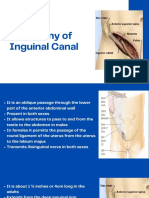 Inguinal Canal