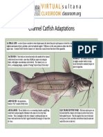 Channel Catfish Facts