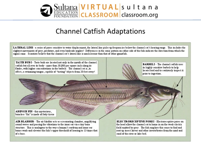 Channel Catfish Facts PDF Fish Zoology