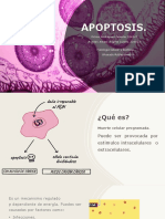 Presentacion APOPTOSIS 224022 y 224041
