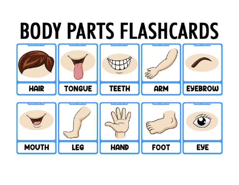 Body Parts Flashcards PDF