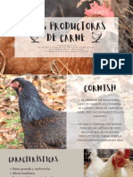 Aves Productoras de Carne