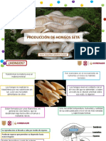 PDF Hongos Seta