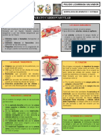 Morfología del aparato respiratorio y circulatorio