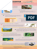 Infografia Iguanas Terminada