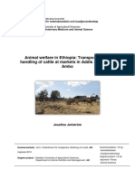 Animal welfare challenges in Ethiopian cattle transport and markets