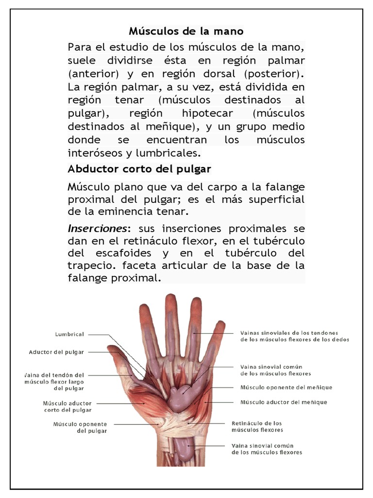 Músculos de la Mano: Regiones y Funciones | PDF | Ciencia y matemáticas, image size:768x1024