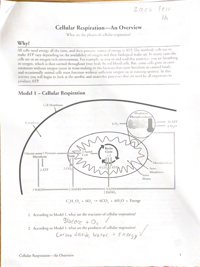 Cellular Respiration An Overview POGIL PDF