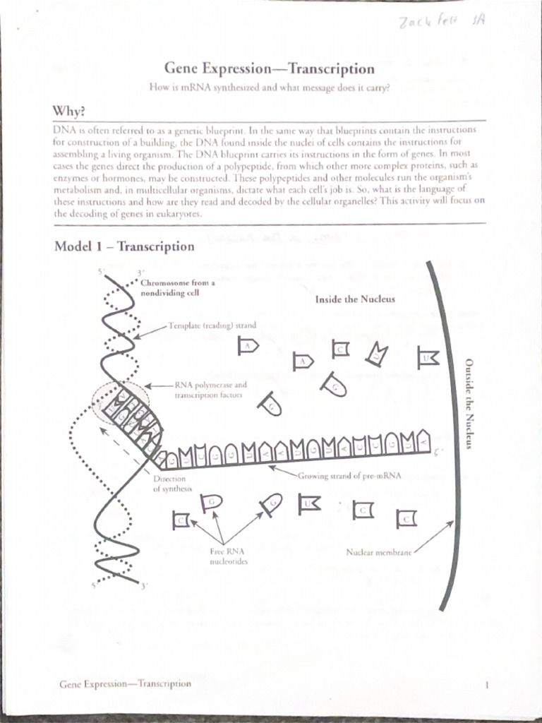 gene-expression-transcription-pogil-pdf