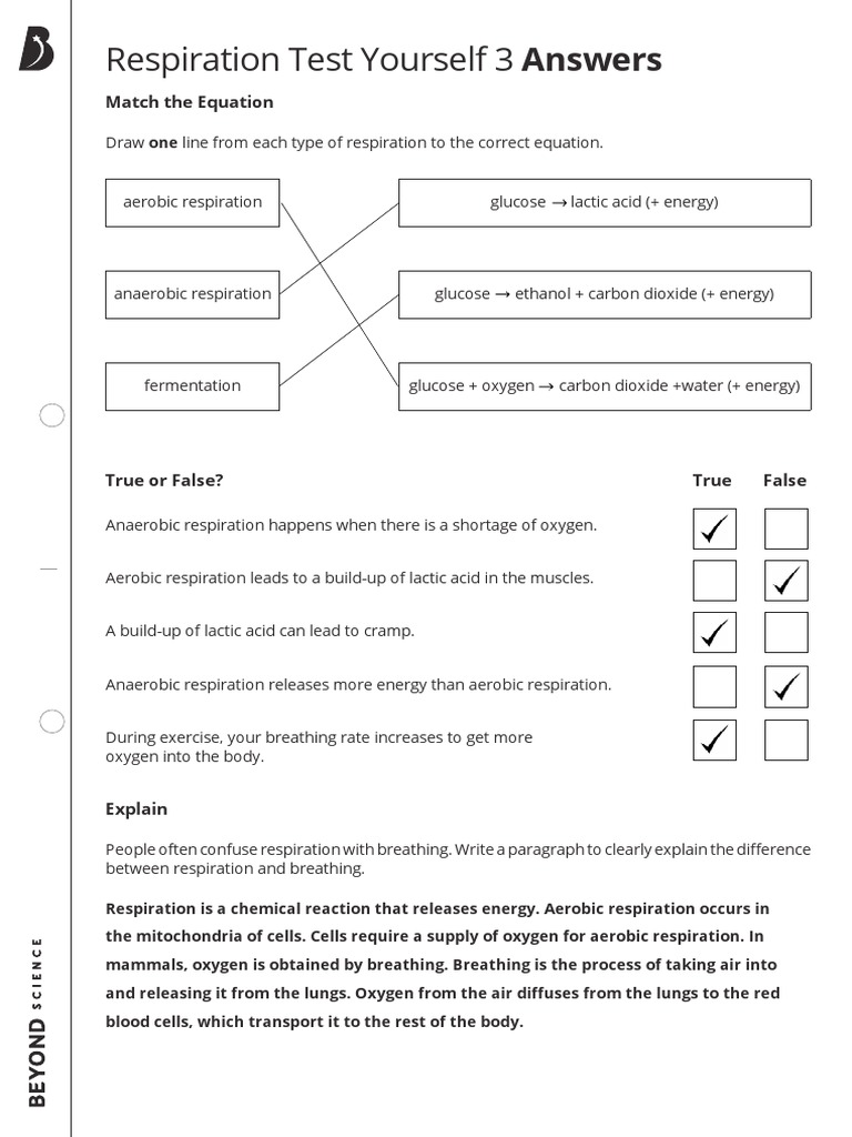 Year 8 Respiration Test Answers | PDF
