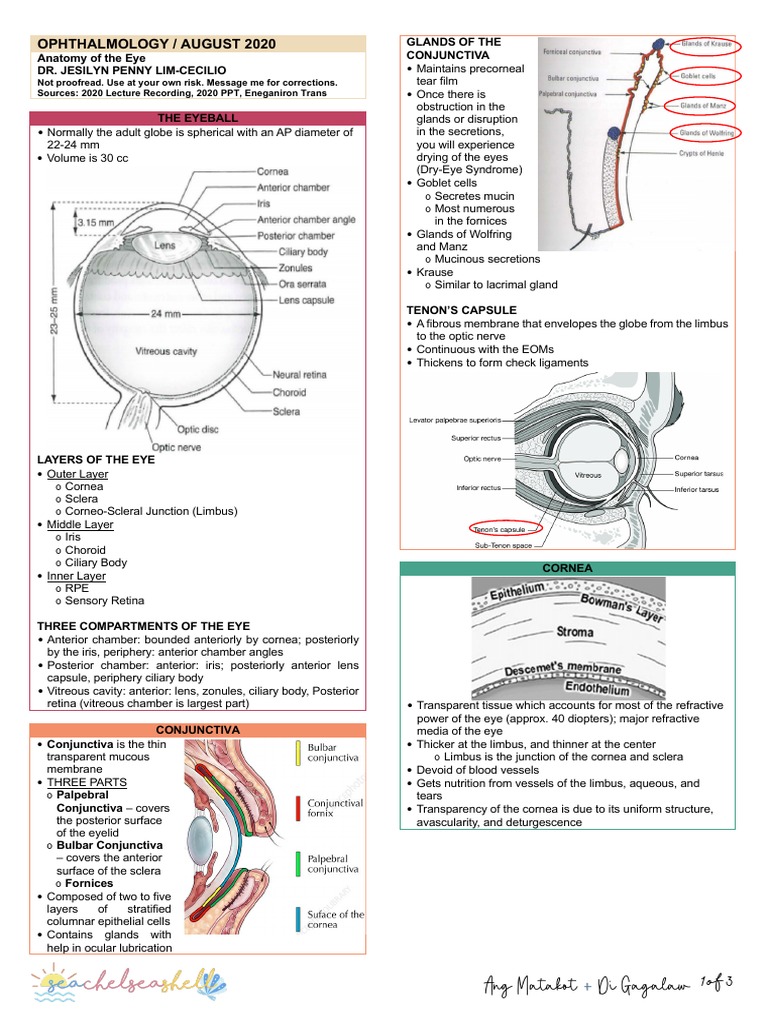 Anatomy of the Eye: Key Structures | PDF | Cornea | Human Eye