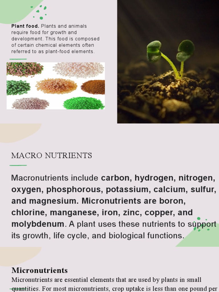 Plant Food Fertilizers PDF Fertilizer Nutrients