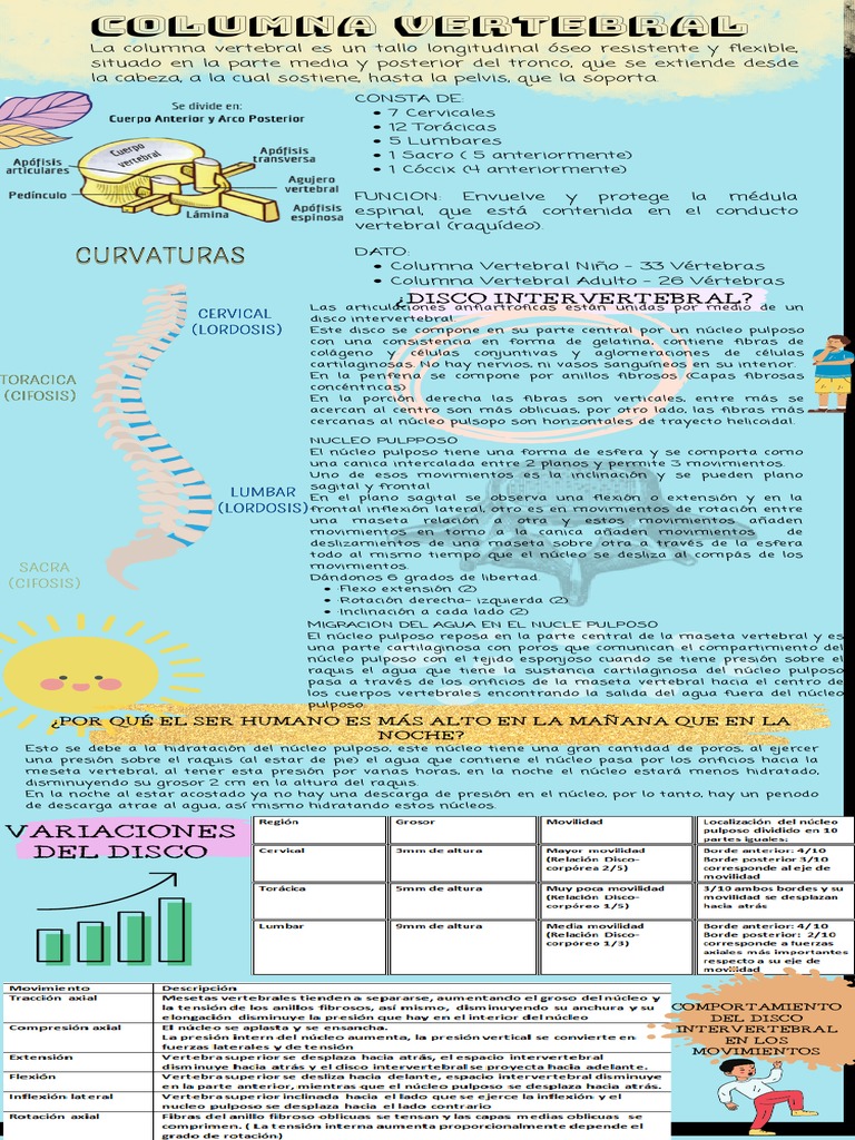 Anatomía y Función de la Columna Vertebral | PDF | La columna vertebral ...