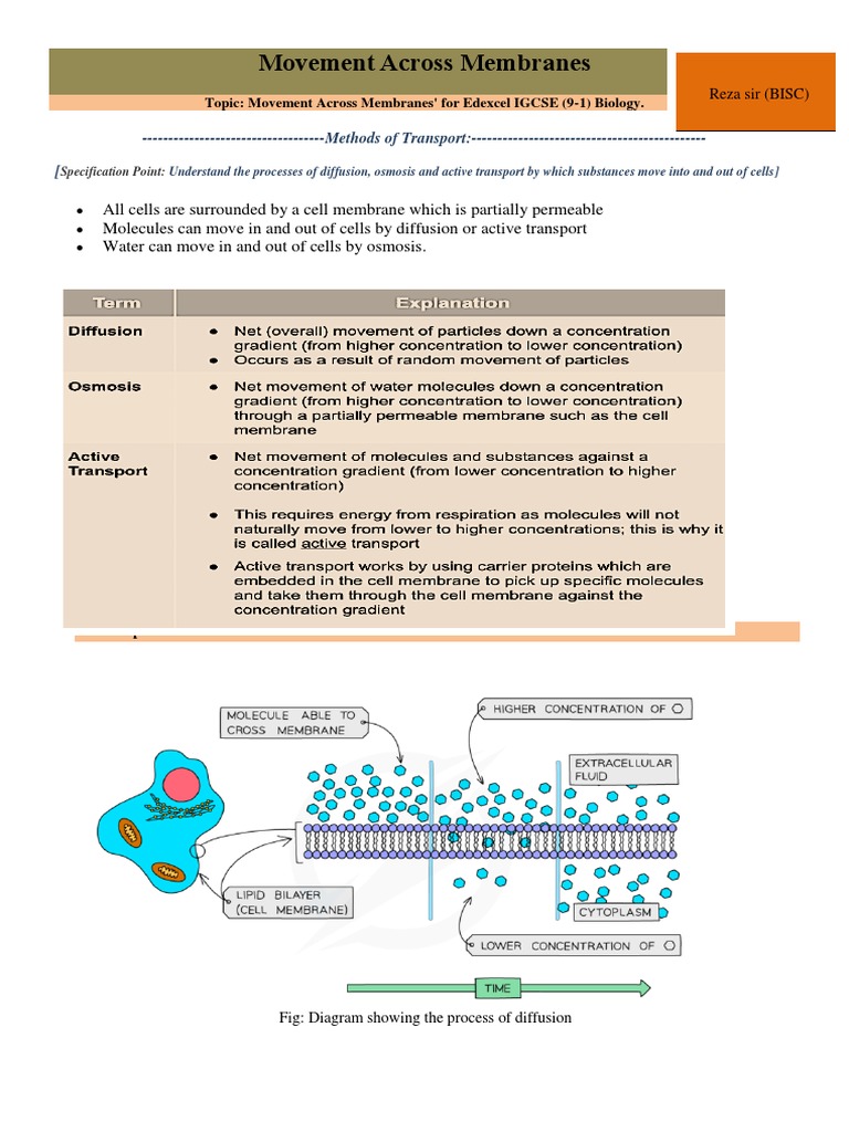 Chapter1 (Cell and Enzymes) 4 PDF Osmosis Diffusion