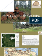 FOLLETO PINO CARIBE de CACHIPO 01OCTUBRE2021