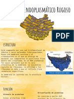 Retículo Endoplasmático Rugoso