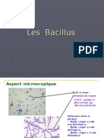Les Bacillus