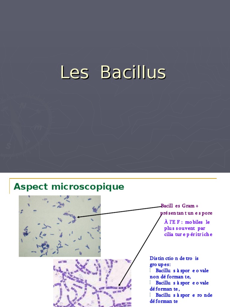 Caractéristiques des Bacillus et milieux de culture | PDF | Prokaryota ...