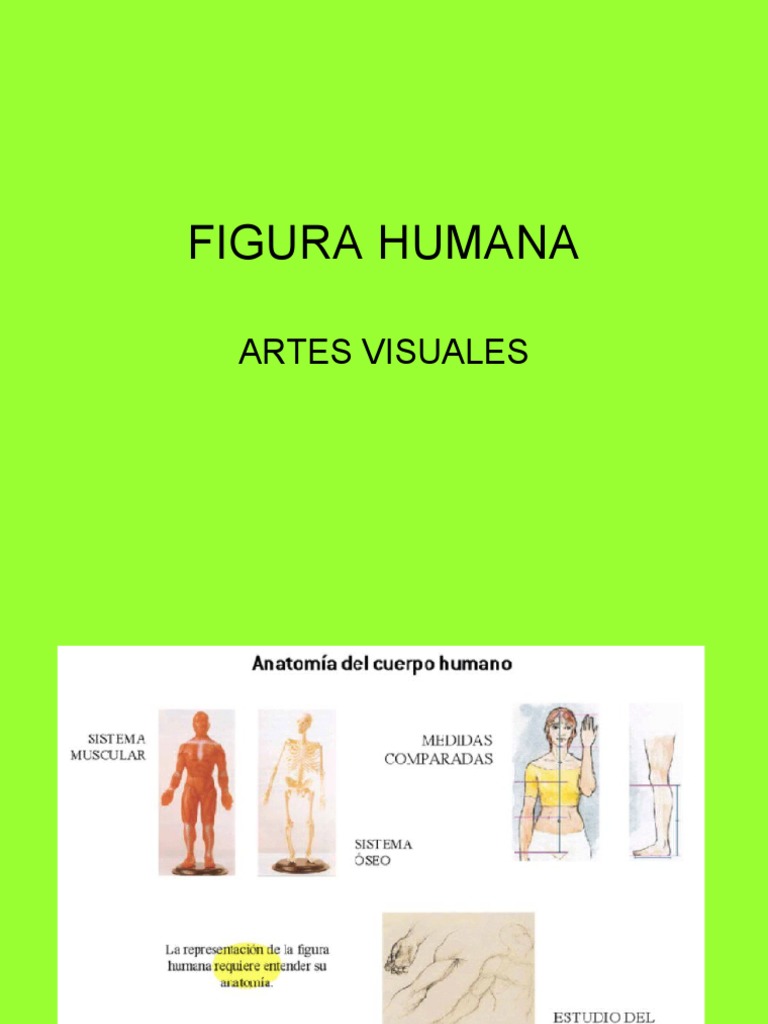 Proporciones de la Figura Humana | PDF