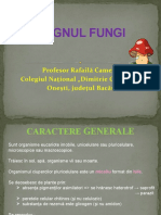 4. Regnul Fungi