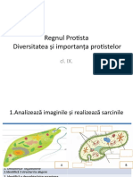 Regnul Protista Importanţa