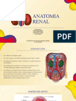 Anatomia Renal-2corte