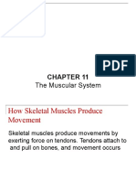 Maranatha University The Muscular System