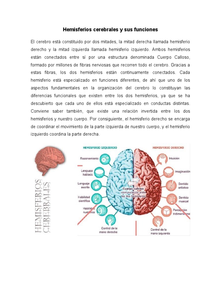 Los Hemisferios Cerebrales Y Sus Funciones – PING
