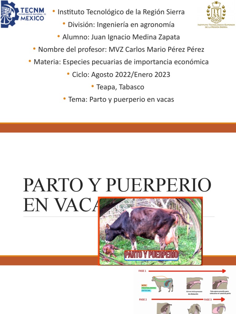 Parto y puerperio en vacas | PDF | Parto | Periodo posparto