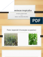 Gramíneas tropicales