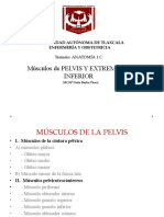 Musculos de La Pelvis y Extrem Inferior